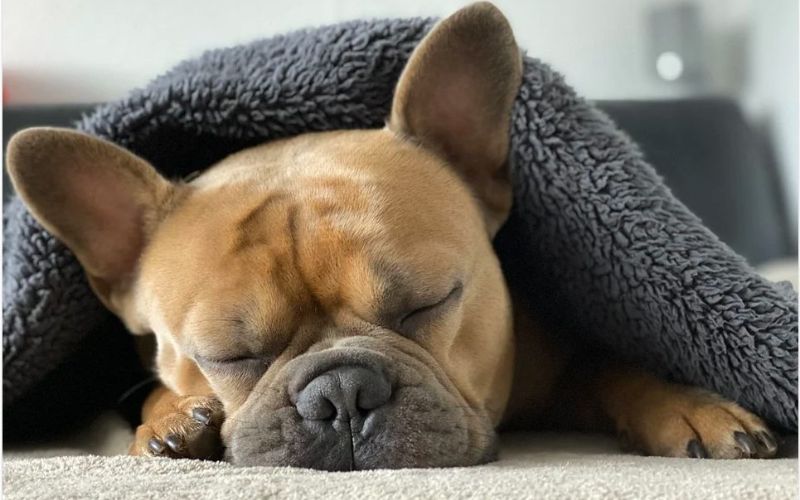 Hình ảnh con vật, động vật dễ thương ngộ nghĩnh