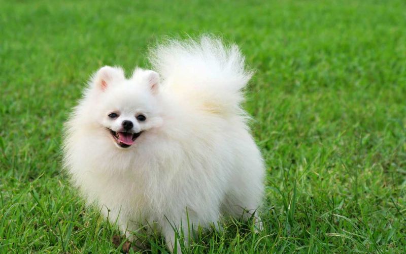 Hình ảnh con vật, động vật dễ thương ngộ nghĩnh