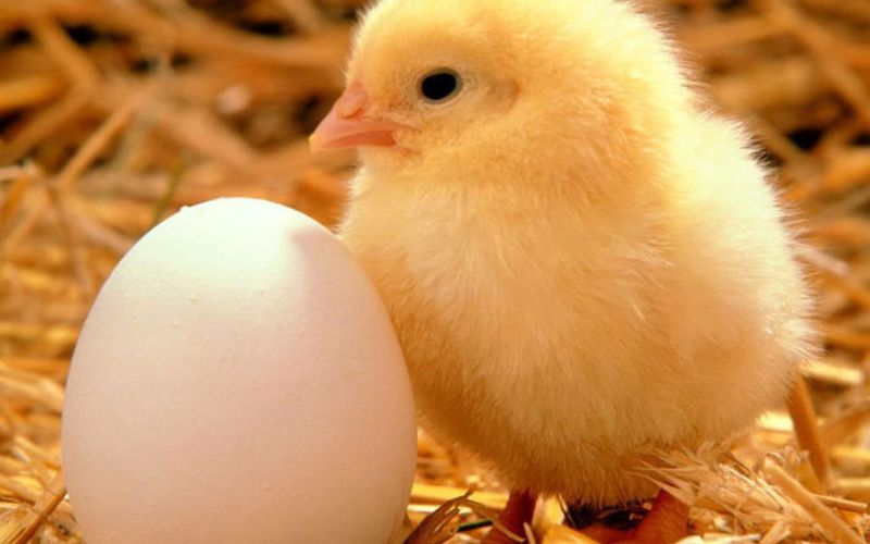 Hình ảnh con vật, động vật dễ thương ngộ nghĩnh