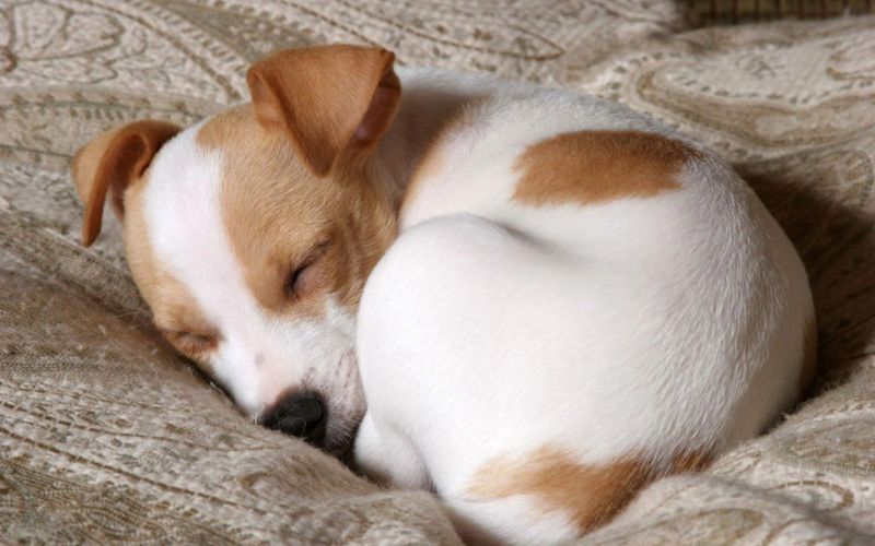 Hình ảnh con vật, động vật dễ thương ngộ nghĩnh